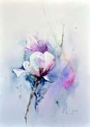 MAGNOLIA JUŻ KWITNIE